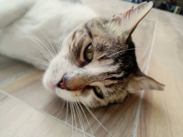 Cat Lying Ground Close Cat Face Portrait Cat Face — Stock Fotó