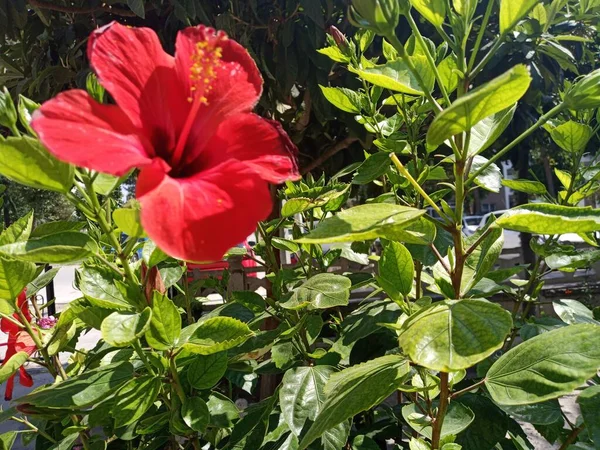 Red Hibiscus Flower Looking Sun Beauty Garden — Stock Photo, Image