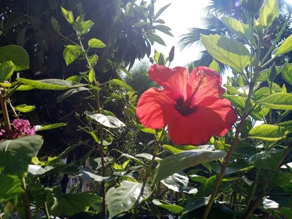 Red Hibiscus Flower Sun — Fotografia de Stock