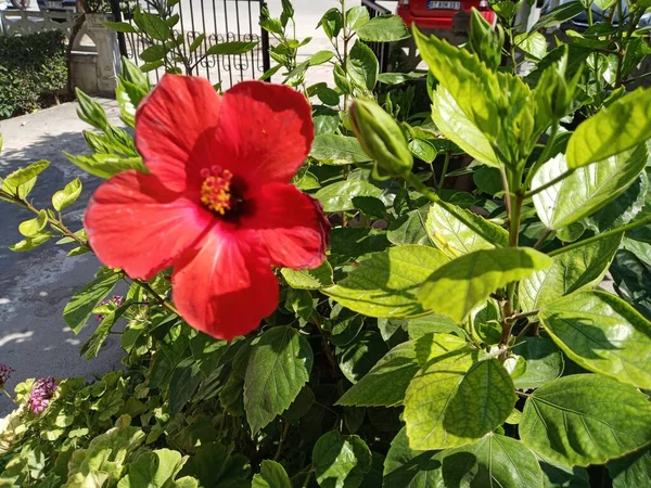 Red Hibiscus Flower Looking Sun — Photo