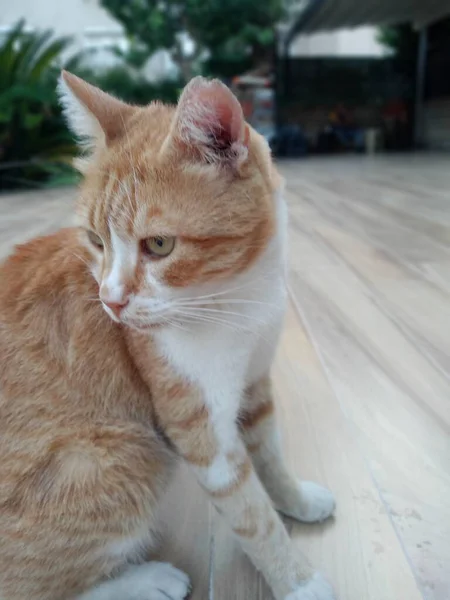 Yellow Cat Floor She Looking Something — Stockfoto