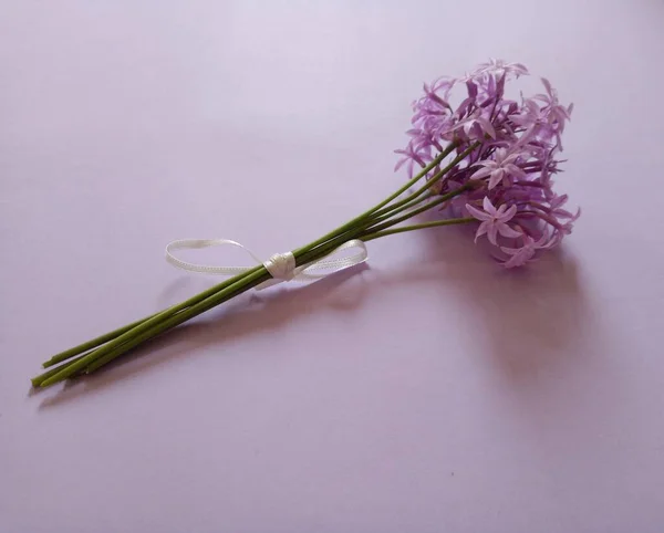 Tulbaghia Violacea Wild Garlic Purple Flowers Fresh Flowers — 스톡 사진