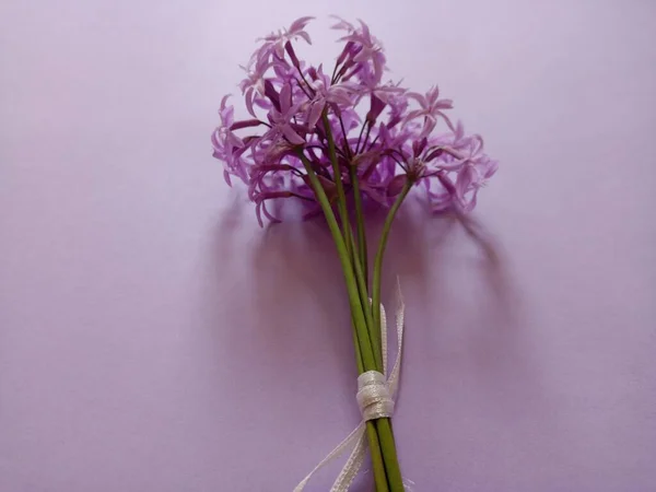 Tulbaghia Violacea Society Garlic Wild Garlic Purple Flowers Purple Ground — ストック写真
