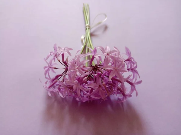 Tulbaghia Violacea Purple Flowers Closeup — ストック写真