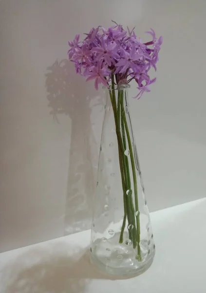 Purple Flowers Glass Vase Minimal — ストック写真