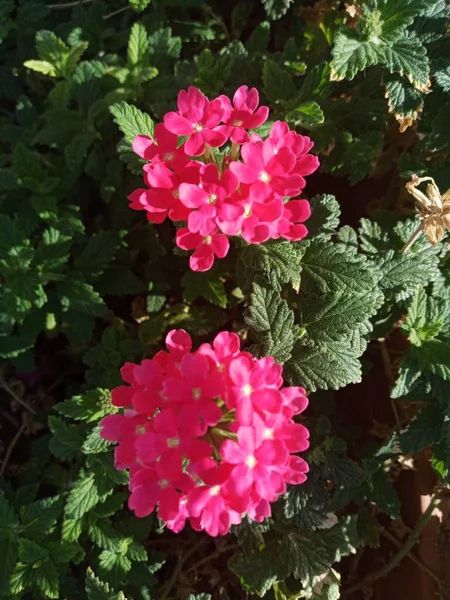 Verbena Officinalis Vervain Flowers Filter Amazing Pink Flowers — Fotografia de Stock