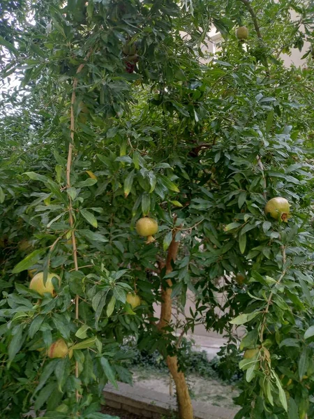 Pomegranate Tree Unripe Fruits Fruit Tree — Fotografia de Stock