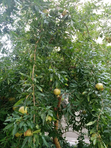 Pomegranate tree. Unripe fruit. Pomegranates are on the tree.