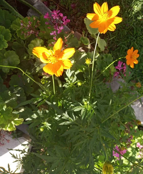 Native Mexico Cosmos Sulphureus Which Commonly Called Yellow Cosmos Now — Photo