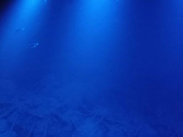 Fishes Swimming Sea Blue Light Deep Blue Color — ストック写真