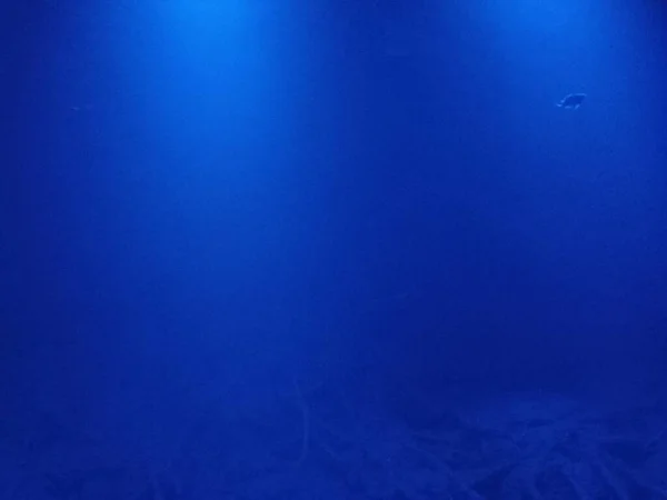 Blue Light Reflected Sea Fish Swimming — 图库照片