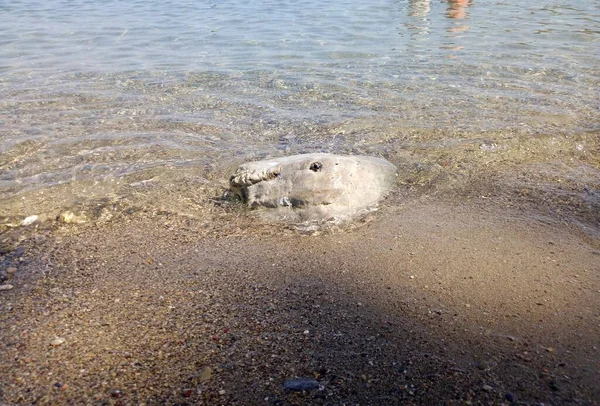 Een Grote Steen Aan Kust Van Zee Zit Een Gat — Stockfoto