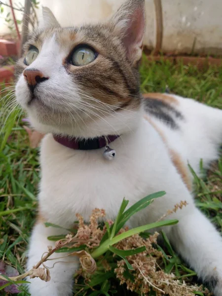 Gato Con Ojos Verdes Color Amarillo Blanco Tiene Collar Campana — Foto de Stock