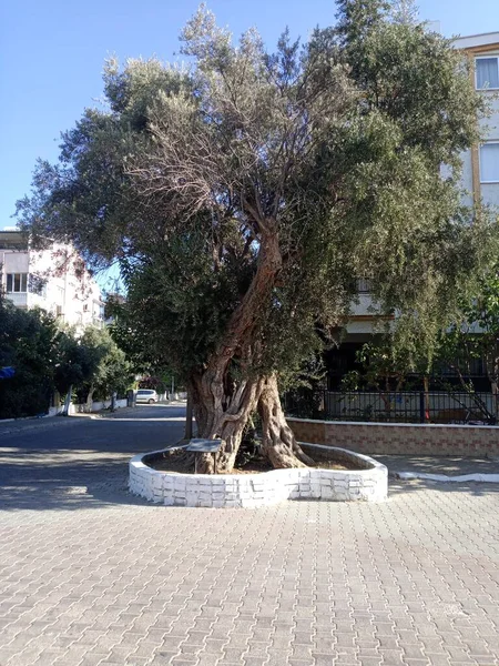 Monument Olivenbaum Dieser Baum Ist Eine Art Von Olea Europaea — Stockfoto