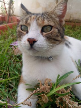 Kedi portresi. Çok güzel bir kedi..