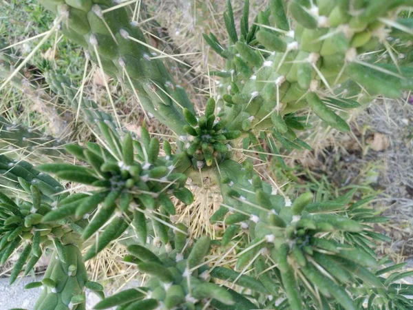 庭のAustrocylinindropuntia Subulataサボテン トップ表示 — ストック写真