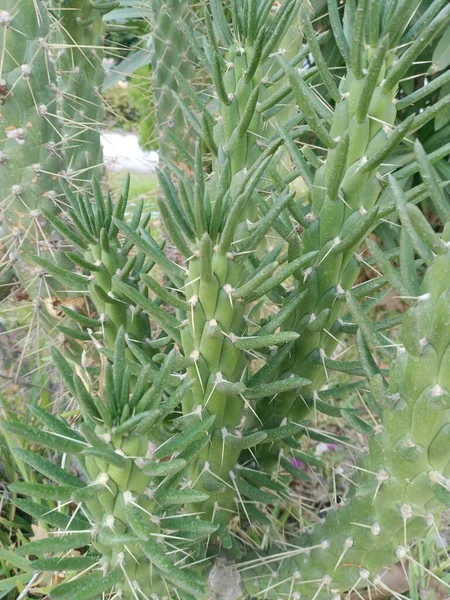 Austrocylindropuntia Subulata Cactus Dans Jardin — Photo