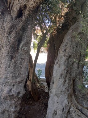 Zeytin ağacında bir delik var. Hala canlı yaşlı zeytin ağacı.