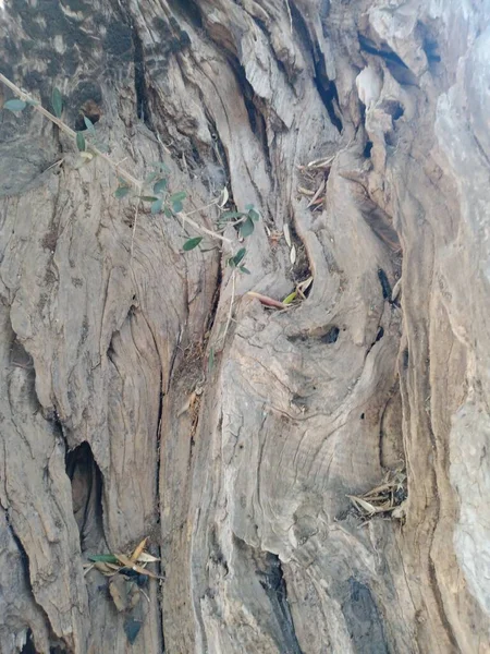 Stare Drzewo Oliwne Podzielone Pół — Zdjęcie stockowe