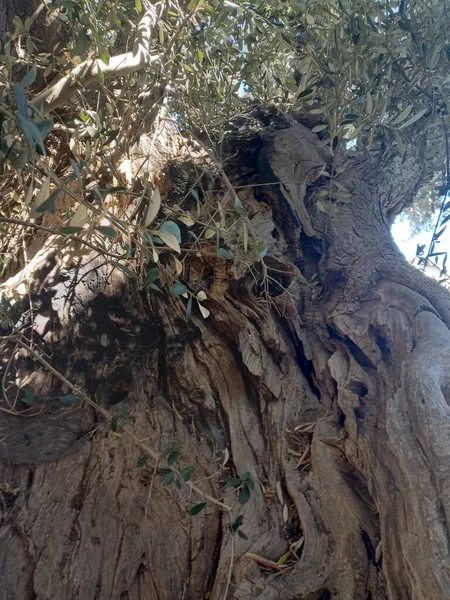 Textura Starých Olivovníků Tělo Stromu Zblízka — Stock fotografie