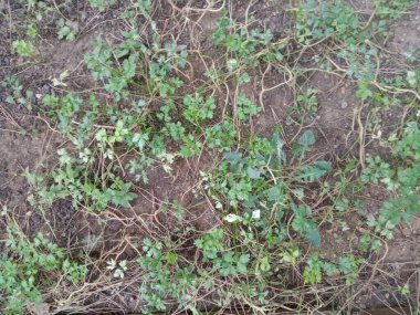 Petroselinum crispum. Bahçede görüşmeler var. Sağlıklı sebze.