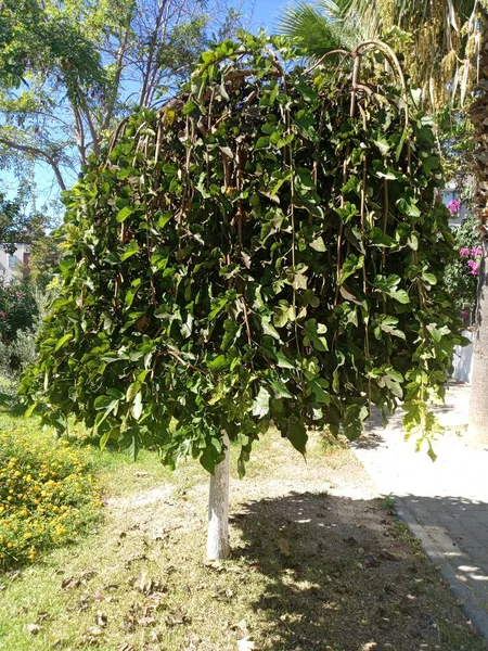 Morera Llorando Jardín — Foto de Stock