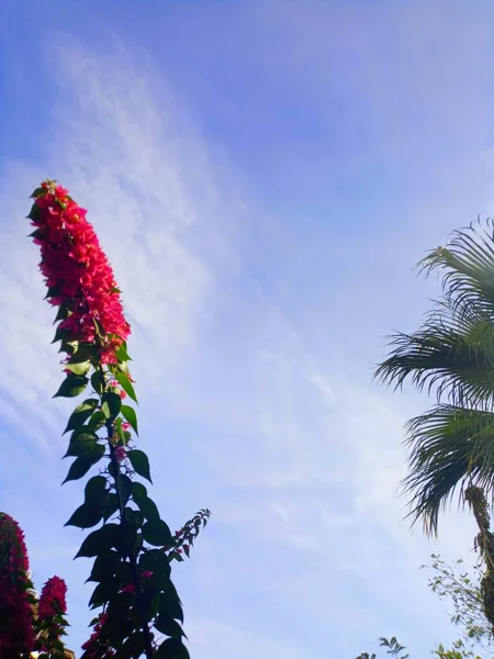 Bougainvillea Palm Tree Background Beautiful Sky — Stock Photo, Image