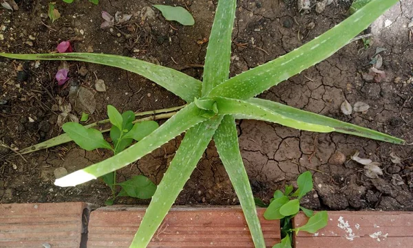 Aloe Barbadensis Miller Também Conhecida Como Aloe Vera Uma Planta — Fotografia de Stock