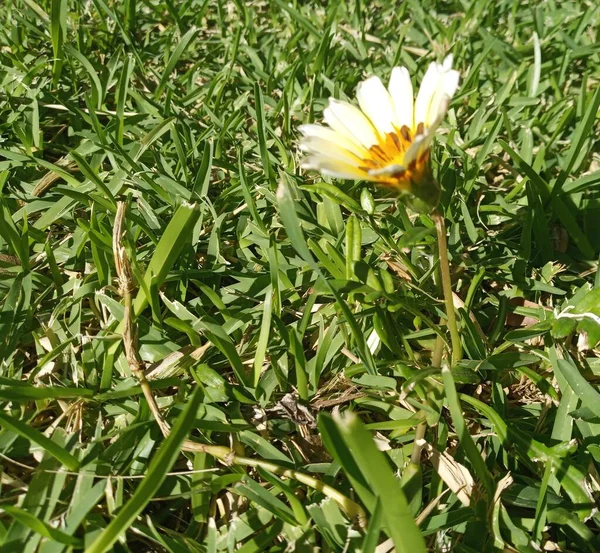 Gazania Rigens Gelb Weiß Blume Nahaufnahme — Stockfoto