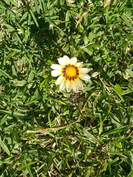 Gazania Rigens Žlutá Bílá Květ — Stock fotografie