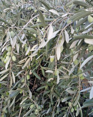 Zeytin dallı zeytin ağacı. Didim-Türkiye