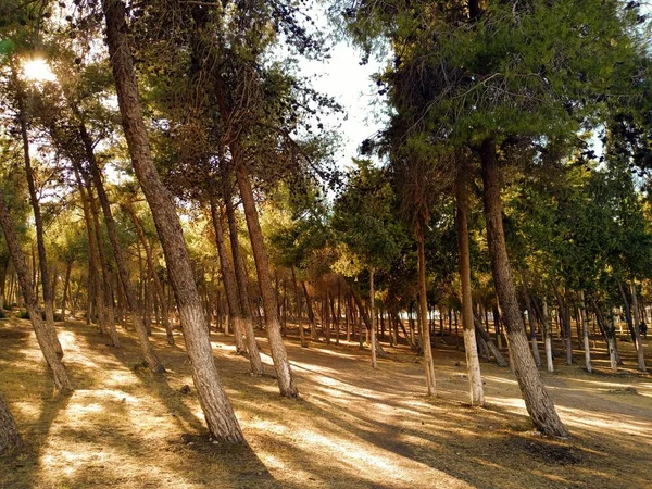 Altinkum Camlik Region Altinkum Pine Trees Forest Didim Turkey Green — Stock Photo, Image