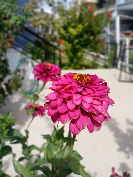 Zinnia Elegans Zinya Turkish Nome Kirli Hanim Cicegi Flor Rosa — Fotografia de Stock