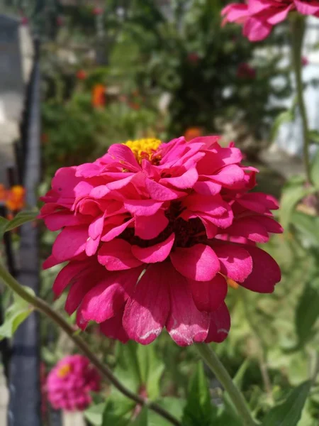 Zinnia Elegans Zinya Nome Turco Kirli Hanim Cicegi Flor Rosa — Fotografia de Stock