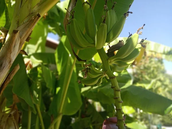ムーサ アクミナタ Mosa Acuminata 南アジア原産のバナナの一種で インド亜大陸や東南アジアを含む バナナの木 トルコ系トルコ人 閉鎖写真 — ストック写真