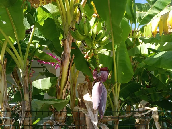 Musa Acuminata Uma Espécie Banana Nativa Sul Ásia Compreendendo Subcontinente — Fotografia de Stock