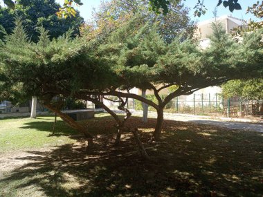 Juniperus x Pfitzeriana Glauca. Parktaki ağaç. Didim-Türkiye