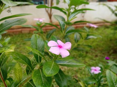 Catharanthus Roseus, pembe çiçek. Türkçe adı Pervane Cicegi. Yakın çekim..