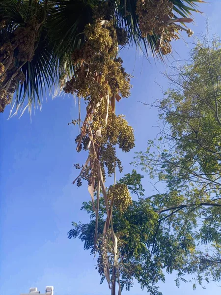 Phoenix Dactylifera Palm Species Decorative Leaves Palmaceae Arecaceae Family Grows — Stock Photo, Image