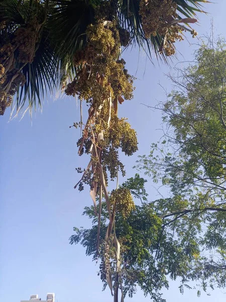Phoenix Dactylifera Druh Palmy Dekorativními Listy Čeledi Palmových Arecaceae Roste — Stock fotografie