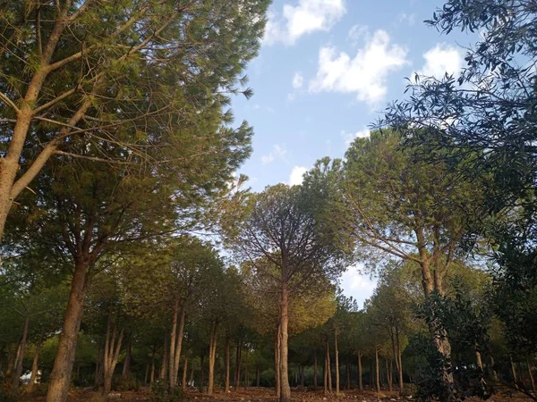 Pequeño Bosque Con Principalmente Pinos Didim Turquía — Foto de Stock