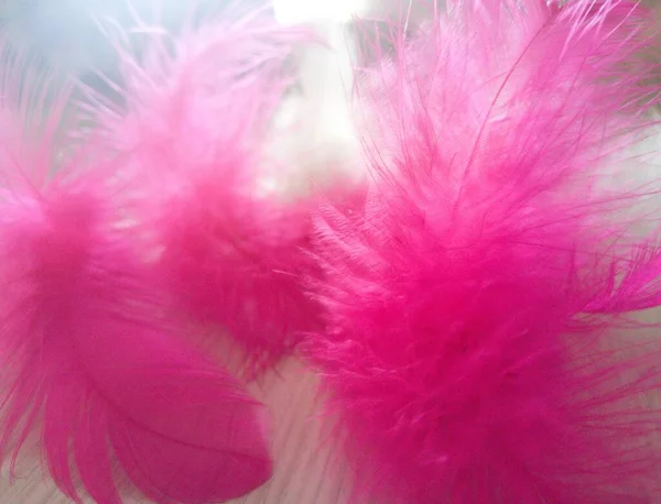 Pink White Feathers Fluffy Light Feather — Stock Photo, Image