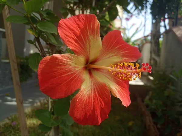 Hibiscus Rosa Sinensis Uma Espécie Planta Ornamental Vaso Jardim Originária — Fotografia de Stock