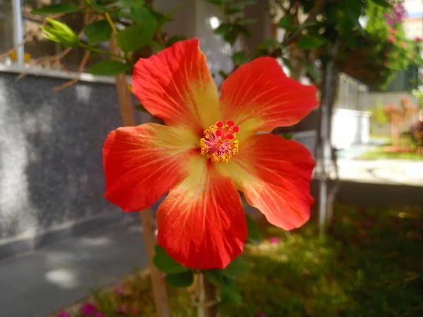 Hibiscus Rosa Sinensis Une Espèce Plante Ornementale Pot Jardin Originaire — Photo