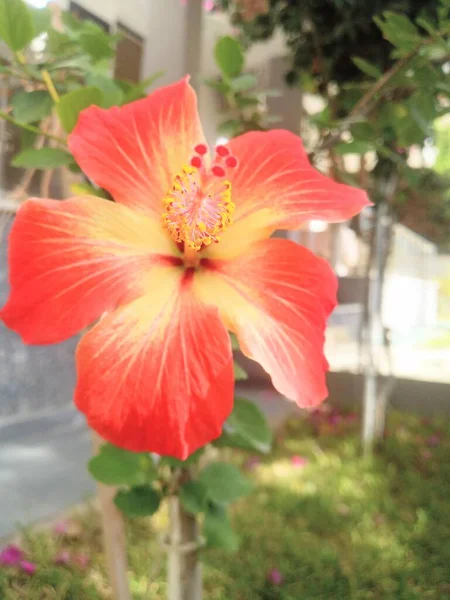 Hibiscus Rosa Sinensis Uma Espécie Planta Ornamental Vaso Jardim Originária — Fotografia de Stock