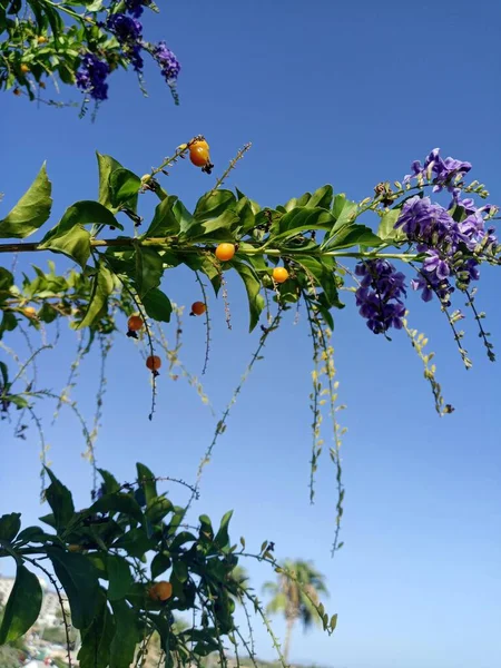Duranta Erecta Uma Espécie Planta Com Flor Pertencente Família Verbenaceae — Fotografia de Stock
