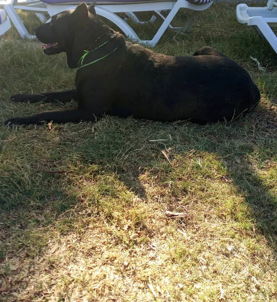 Pit bull black dog. Doctors had their eyelashes removed because their eyelashes were ingrown. She is very old. I love her. She is lying on the grass.