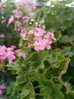 Pelargonium engizisyonları, bahçede pembe çiçekler. Harika çiçekler..