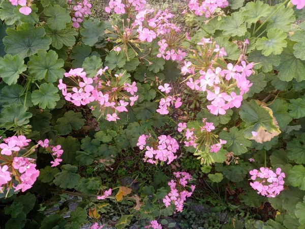 Pelargonium Inquinans Красивые Розовые Цветы Саду Измир Турция — стоковое фото