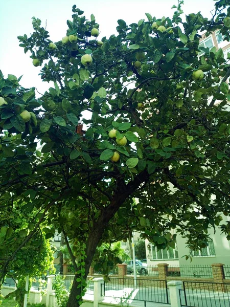 Quince Cydonia Oblonga Árbol Frutal Familia Rosaceae Altura Con Cuerpo — Foto de Stock